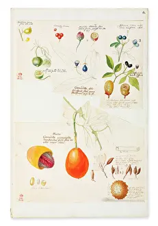 Dionysius: Illustration of rare fruits and seed