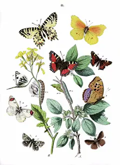 Cleopatra: Illustration, Rhopalocera