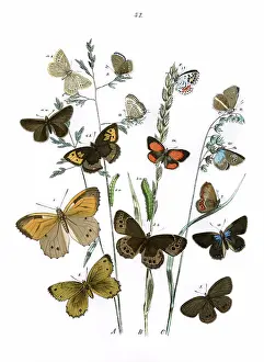 Oedipus: Illustration, Rhopalocera