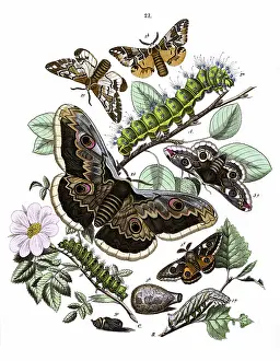Rosa: Illustration, Saturniidae