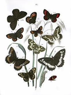 Medusa: Illustration, Satyridae