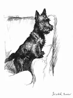 Scottie: Illustration of a Scots terrier by Cecil Aldin