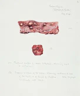 Intestine: Illustration of a seal intestine