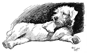 Sealyham: Illustration of a Sealyham terrier by Cecil Aldin