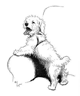 Sealyham: Illustration of a Sealyham terrier by Cecil Aldin