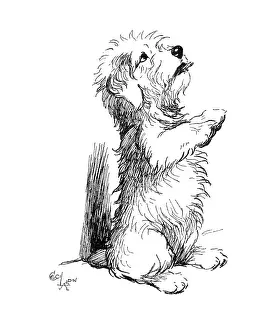Sealyham: Illustration of a Sealyham terrier by Cecil Aldin