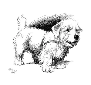 Sealyham: Illustration of a Sealyham terrier by Cecil Aldin