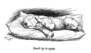 Sealyham: Illustration of a Sealyham terrier by Cecil Aldin