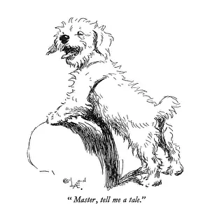 Sealyham: Illustration of a Sealyham terrier by Cecil Aldin