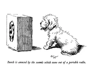 Sealyham: Illustration of a Sealyham terrier by Cecil Aldin
