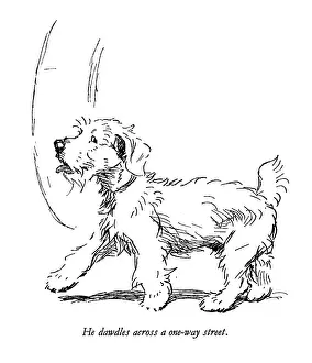 Sealyham: Illustration of a Sealyham terrier by Cecil Aldin