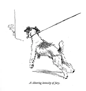 Sealyham: Illustration of a Sealyham terrier by Cecil Aldin