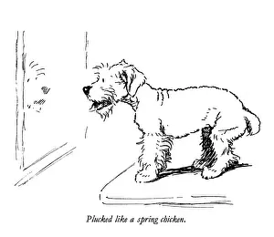 Sealyham: Illustration of a Sealyham terrier by Cecil Aldin