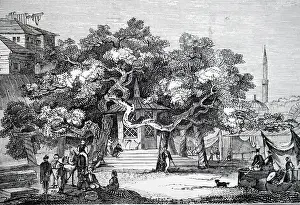 Supposed: Illustration showing The ancient plane tree in
