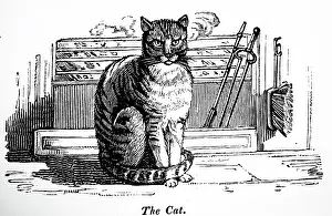 Fender: Illustration showing Cat sitting on the hearth-rug