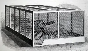 Investigating: Illustration showing Experiments carried out by