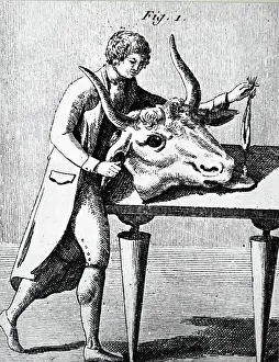 Nephew: Illustration showing Investigation of effect of