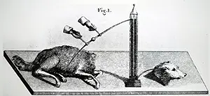 Nephew: Illustration showing Investigation of effect of