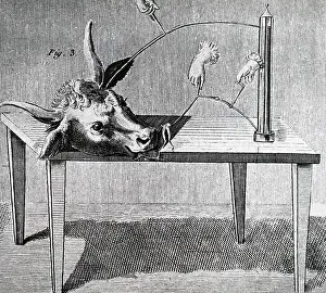 Nephew: Illustration showing Investigation of effect of