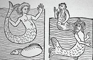 1580: Illustration showing Paper Nautilus or Argonaut
