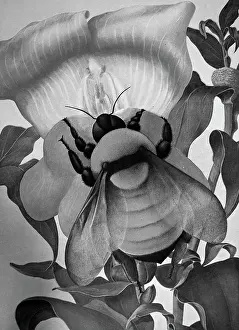 Encyclopaedia: Illustration showing pollination as shown in an
