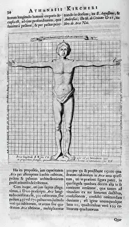 Itself: Illustration showing the proportions of man from