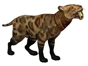 Wildcat: Illustration of a Smilodon Cat from the Cenozoic Era