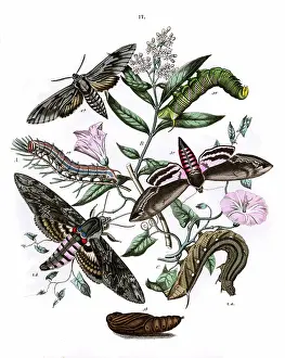 Convolvulus: Illustration, Sphingidae