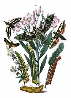 Leafy: Illustration, Sphingidae