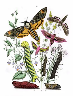 Deaths: Illustration, Sphingidae