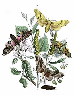 Pyrus: Illustration, Sphingidae