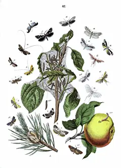 Pyrus: Illustration, Tortrices -- Tineae -- Pterophori