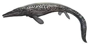 Mosasaur: Illustration of a Tylosaurus from the prehistoric era