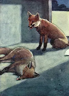 Finding: Illustration, White-Ear discovers a dead fox