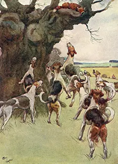 Escaping: Illustration, White-Ear escapes up a tree