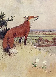 Foxes: Illustration, White-Ear looking down the valley