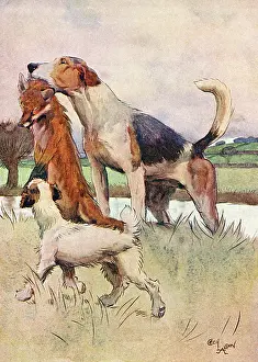 Discover: Illustration, White-Ear, Peter and Conqueror