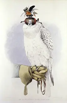 Hawking: Illustration of a white hawk, by Mattias Wolf