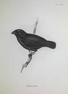 Darwin200: Finch