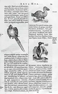 1675: Illustrations of bird species, from Arca Noe