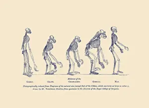 Evidence: illustrations of comparative skeletons of the