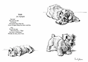 Sealyham: Illustrations of a Sealyham terrier by Cecil Aldin