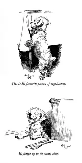 Sealyham: Illustrations of a Sealyham terrier by Cecil Aldin