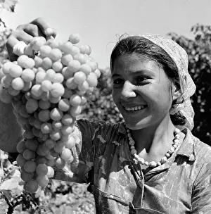 Picker: Ilyich State Farm in Dagestan