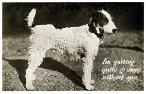 I'm getting quite grumpy wihtout you - Wire Hair Fox Terrier