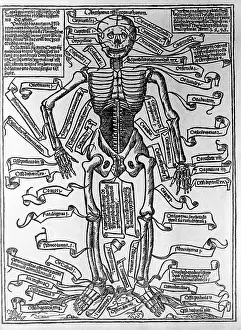 Terms: Image of a male skeleton, 1493