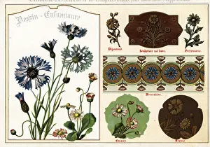 Ernst Guillot: Images of daisies and cornflowers from manuscripts