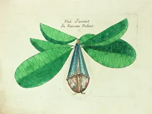 Imaginary: Imaginary view of a flying machine