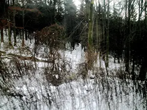 Bookcover: IMAGNO Cover Collection. Forest edge in winter