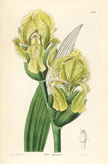 Imbricata: Imbricated flower de luce, Iris imbricata